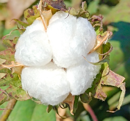 棉花需要放到冷庫存儲嗎?_上海開冉制冷